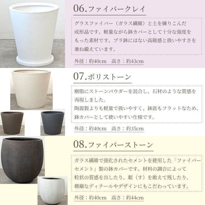 観葉植物 マングーカズラ 10号鉢