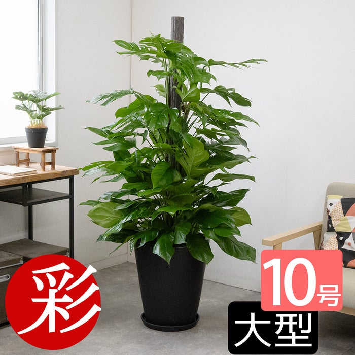 観葉植物 マングーカズラ 10号鉢