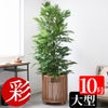 観葉植物 マングーカズラ 10号鉢