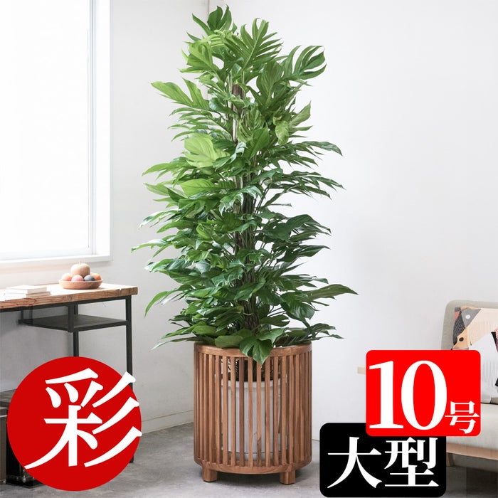 観葉植物 マングーカズラ 10号鉢