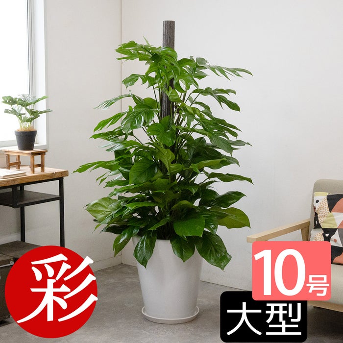マングーカズラ 10号鉢 選べる鉢カバー付き 観葉植物 本物
