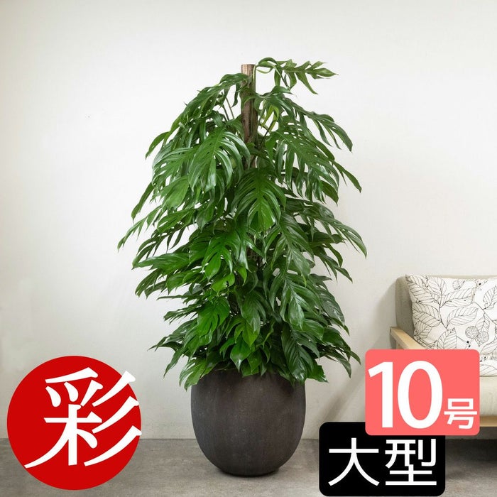 マングーカズラ 10号鉢 選べる鉢カバー付き 観葉植物 本物