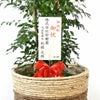 観葉植物 通販 【お取り寄せ】 ゲッキツ（シルクジャスミン） 10号鉢 KM190003