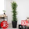 観葉植物 通販 ゲッキツ（シルクジャスミン） 10号鉢 KM190003