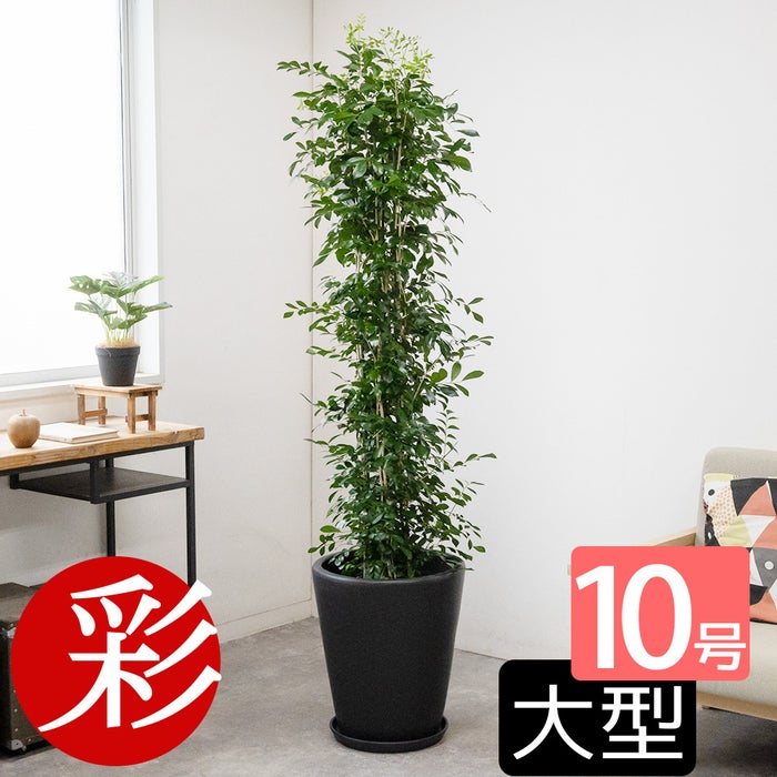 観葉植物 通販 ゲッキツ（シルクジャスミン） 10号鉢 KM190003
