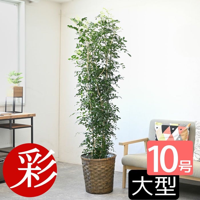 観葉植物 通販 【お取り寄せ】 ゲッキツ（シルクジャスミン） 10号鉢 KM190003