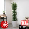 観葉植物 通販 ゲッキツ（シルクジャスミン） 10号鉢 KM190003