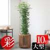 観葉植物 通販 ゲッキツ（シルクジャスミン） 10号鉢 KM190003