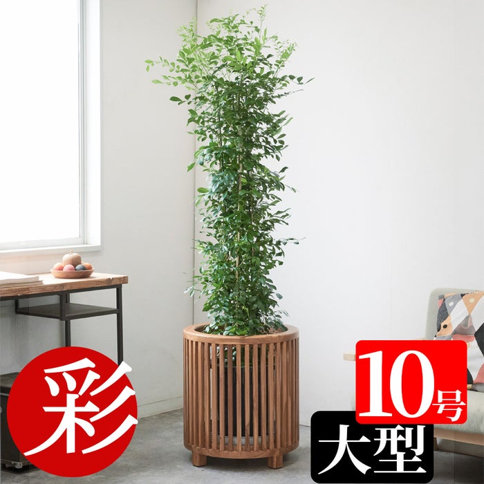観葉植物 通販 ゲッキツ（シルクジャスミン） 10号鉢 KM190003