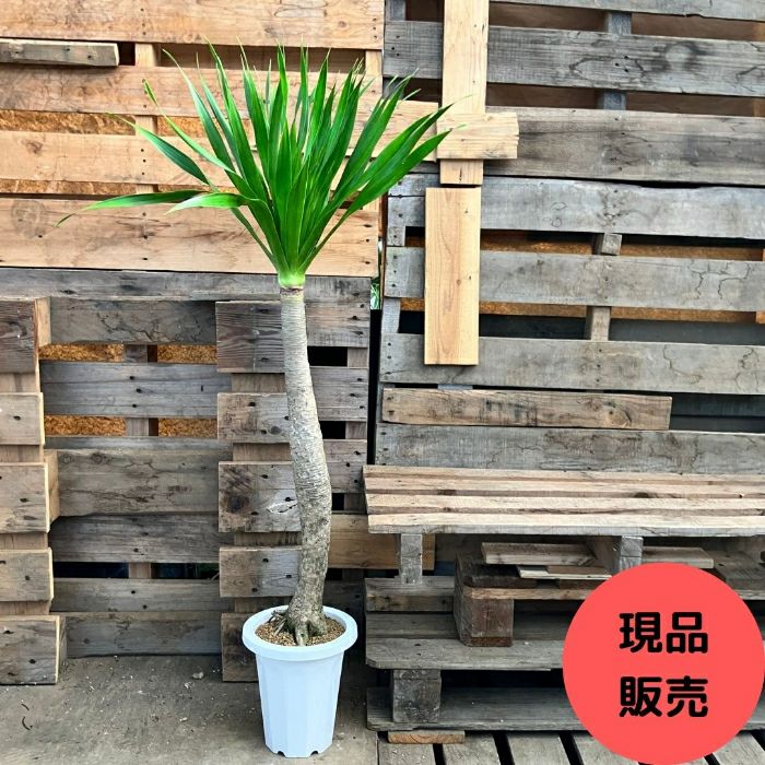 観葉植物現品販売