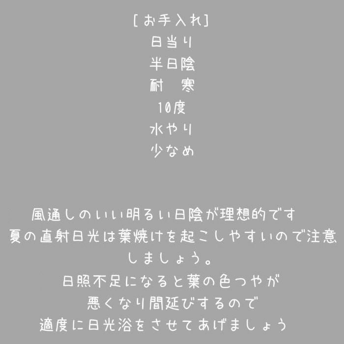 観葉植物現品販売