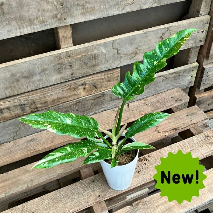 観葉植物現品販売