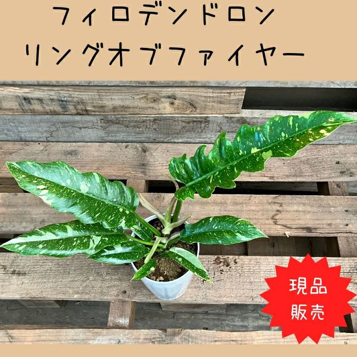 観葉植物現品販売
