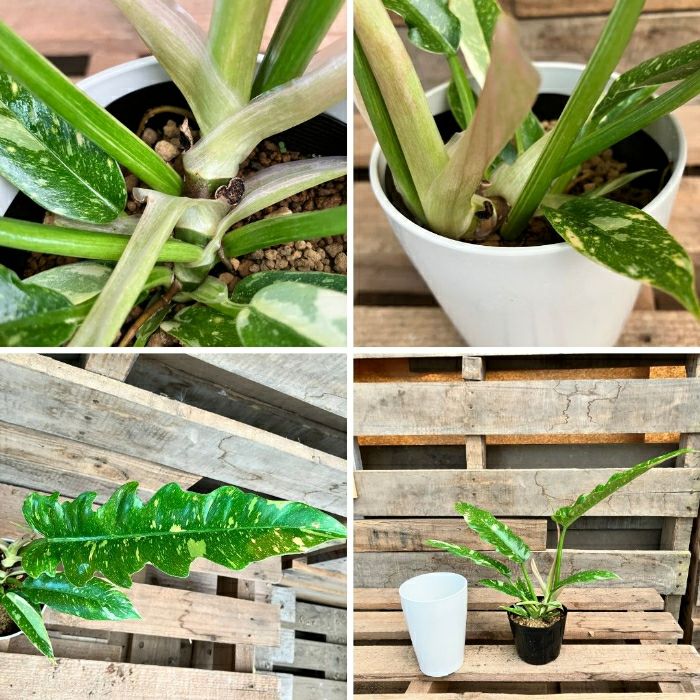 観葉植物現品販売