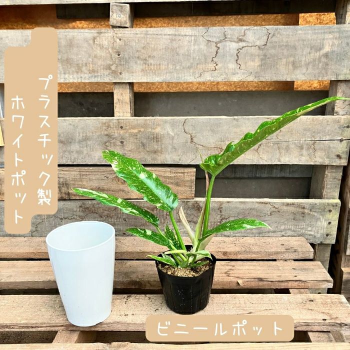 観葉植物現品販売
