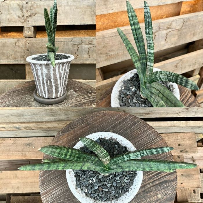 観葉植物現品販売