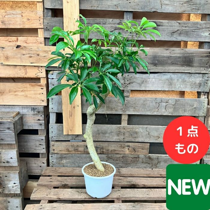 観葉植物現品販売