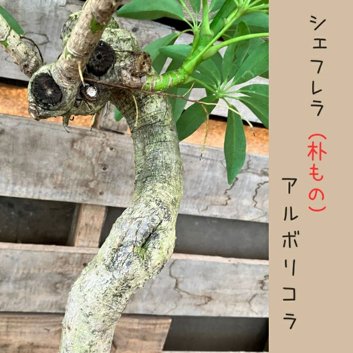 観葉植物現品販売