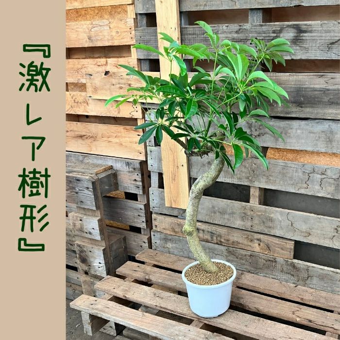 観葉植物現品販売