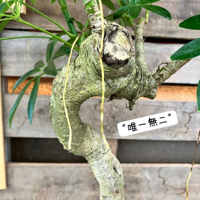 観葉植物現品販売