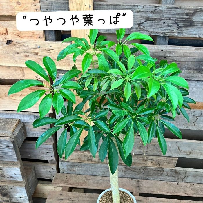 観葉植物現品販売