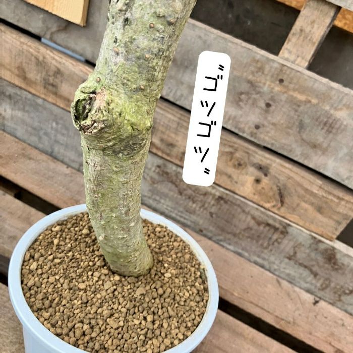 観葉植物現品販売