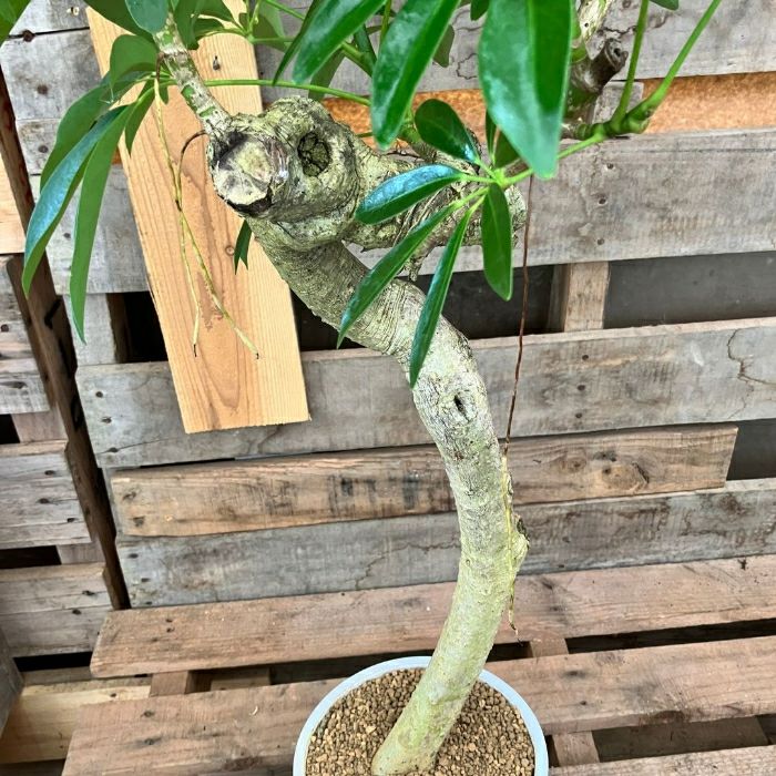 観葉植物現品販売