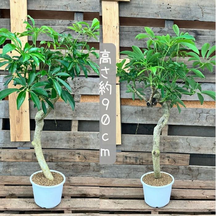 観葉植物現品販売