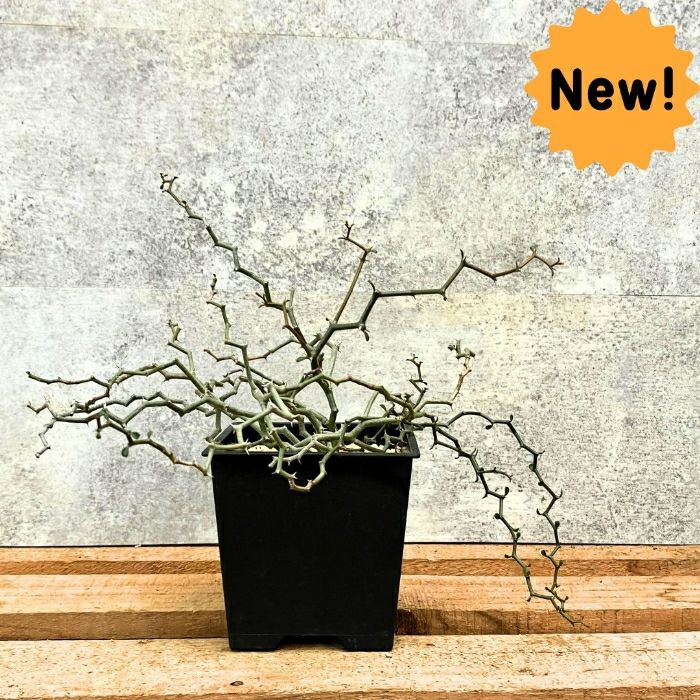 観葉植物現品販売