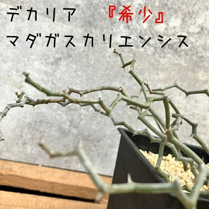 観葉植物現品販売