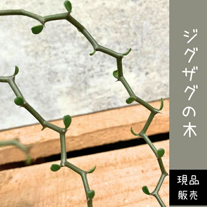 観葉植物現品販売