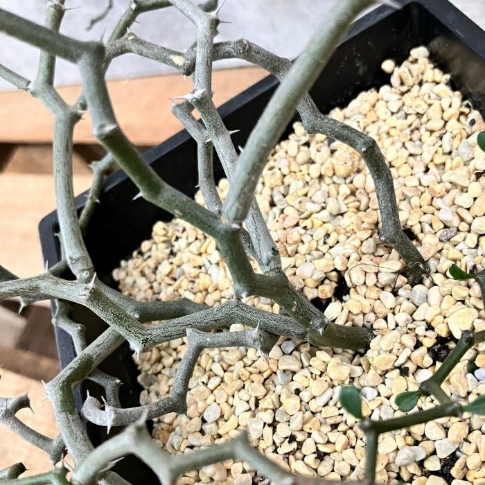 観葉植物現品販売