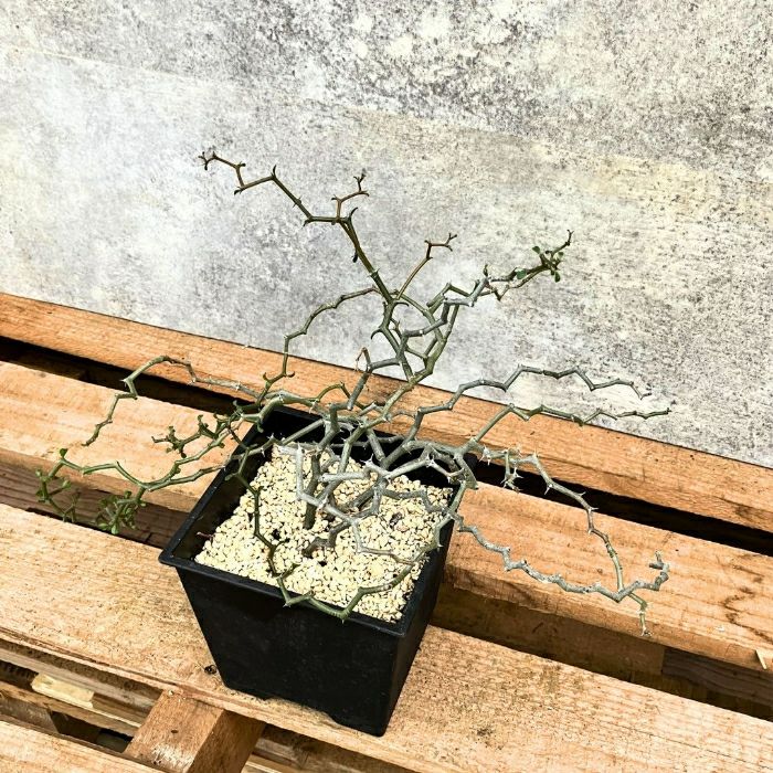 観葉植物現品販売