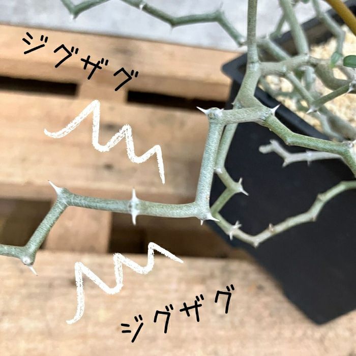観葉植物現品販売