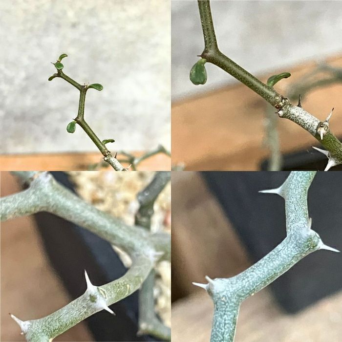 観葉植物現品販売