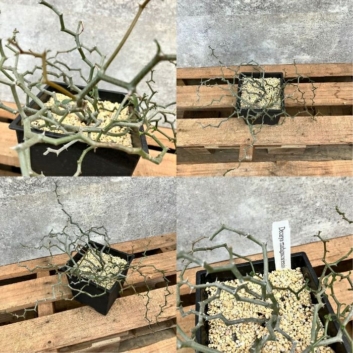 観葉植物現品販売