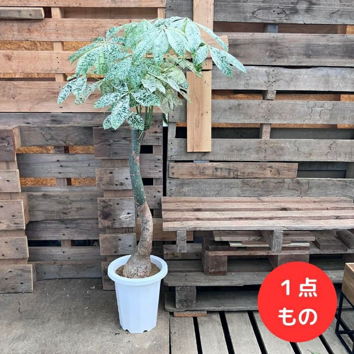斑入りパキラ　商談中です　【特選　接木】ミルキーウェイ観葉植物10号存在感あり おしゃれ 観葉植物：斑入りパキラ ミルキーウェイ*プラポット 現品をお