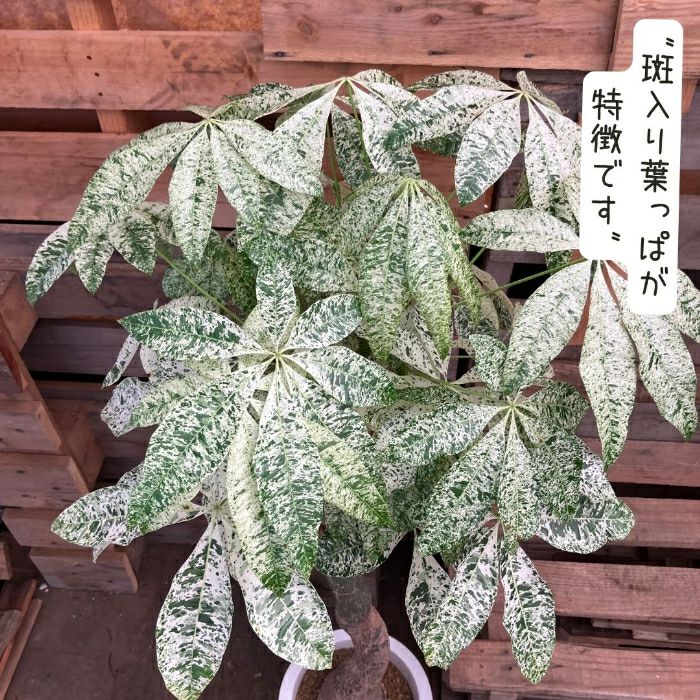 観葉植物現品販売