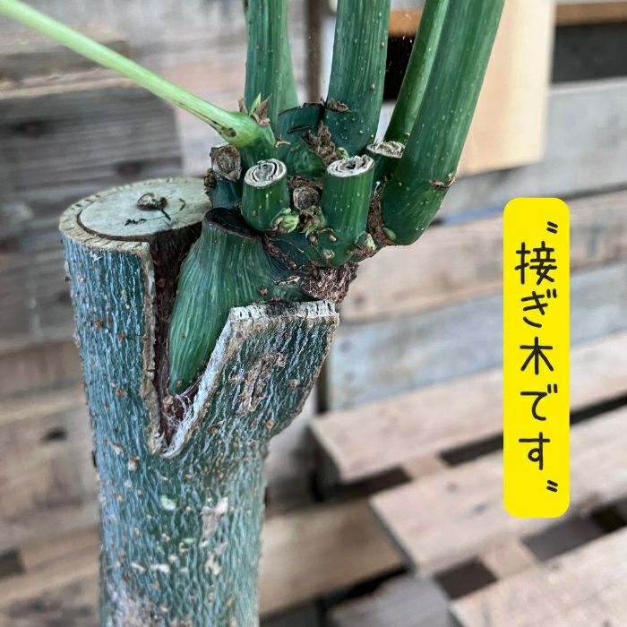 観葉植物現品販売