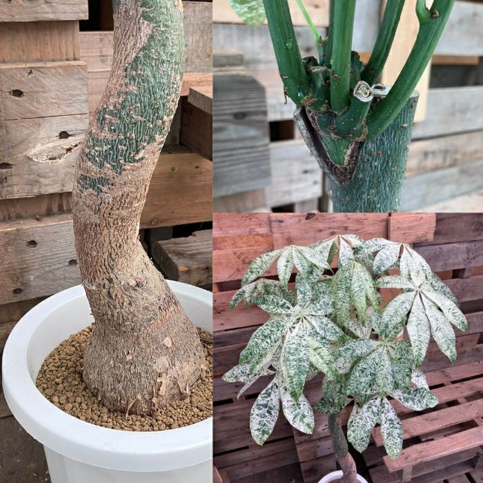 観葉植物現品販売