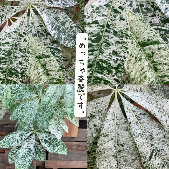 観葉植物現品販売