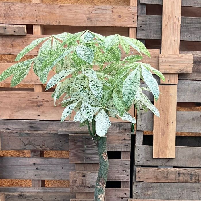 観葉植物現品販売