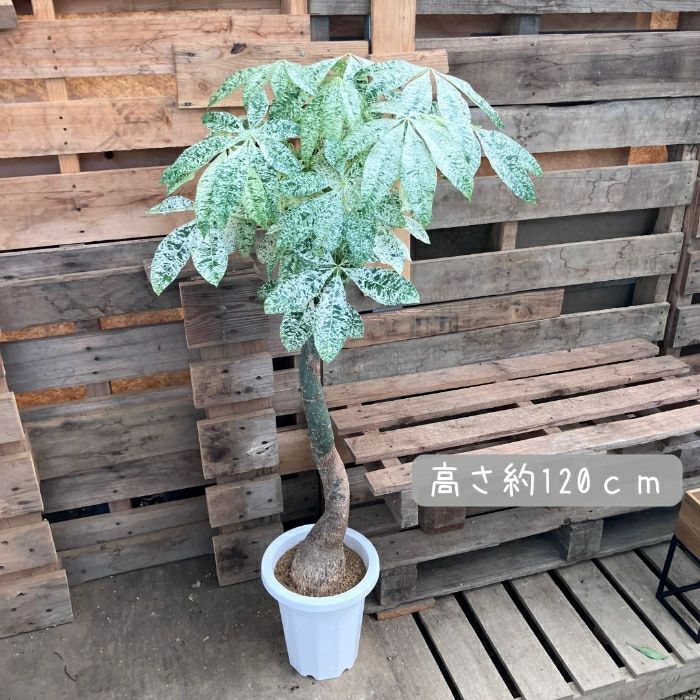 観葉植物現品販売