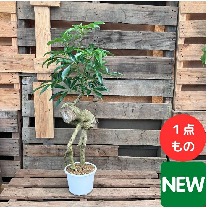 観葉植物現品販売