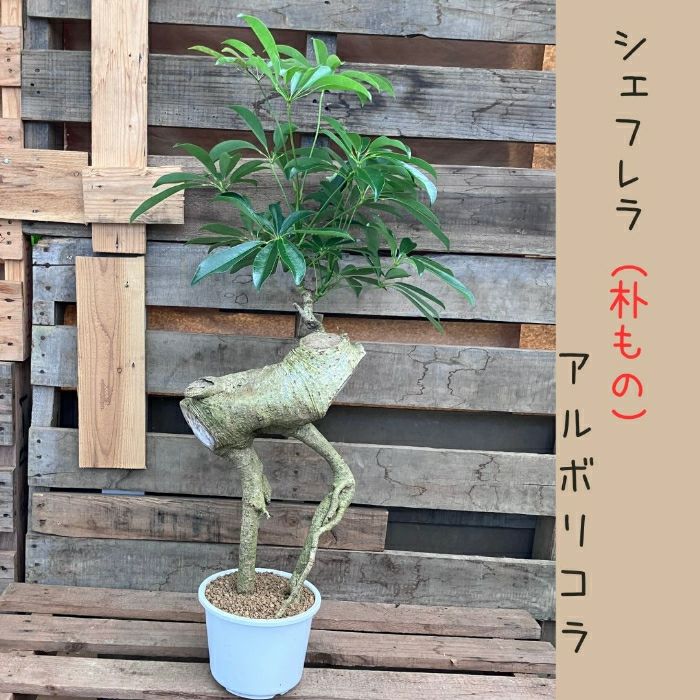 観葉植物現品販売