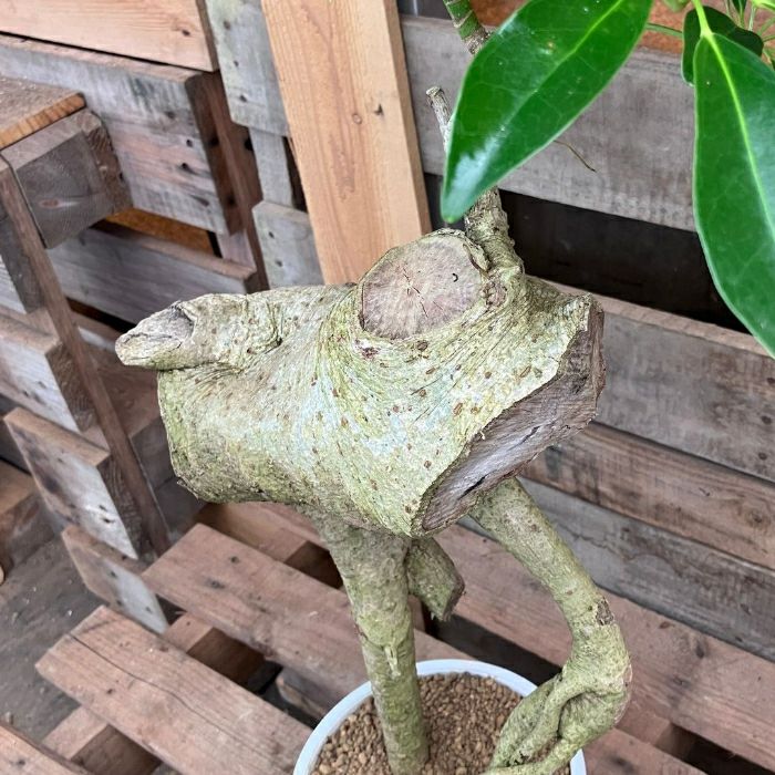 観葉植物現品販売