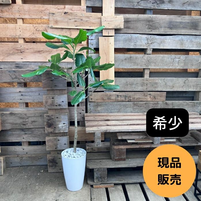 観葉植物現品販売