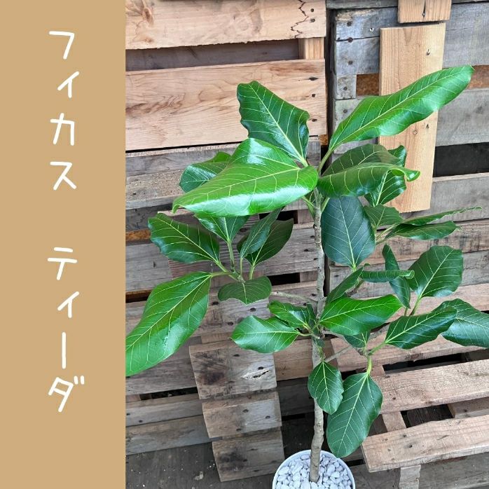 観葉植物現品販売