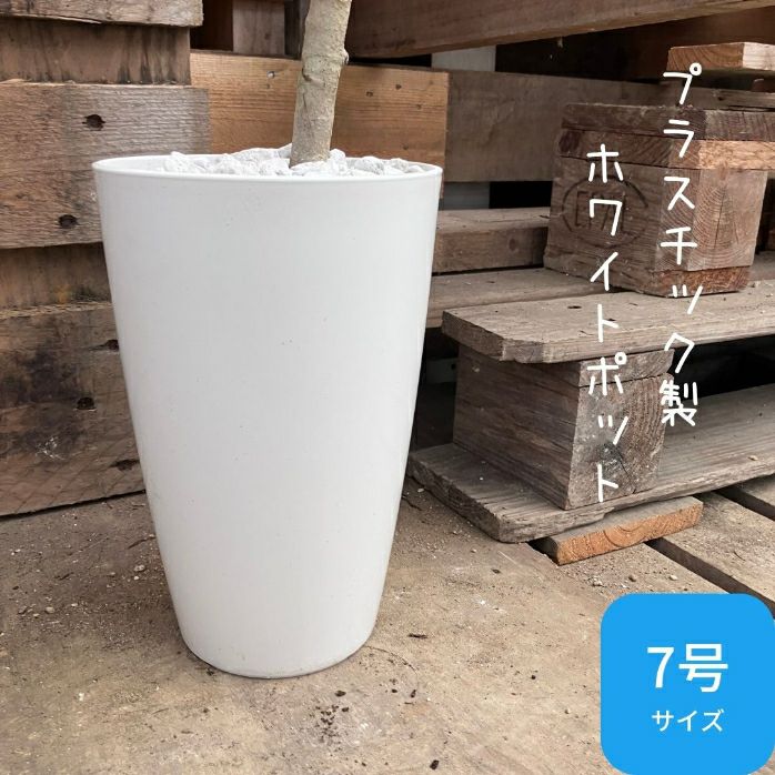 観葉植物現品販売