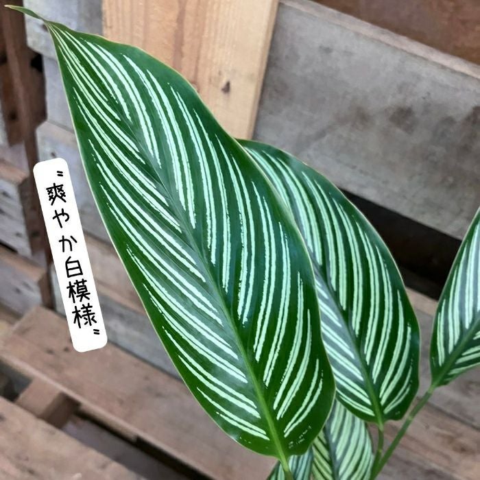 観葉植物現品販売